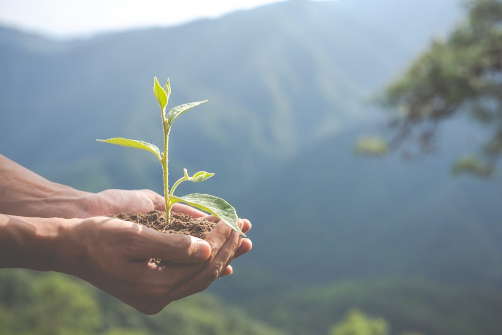 muda de planta na mão para ilustrar texto de serviços ecossistêmicos